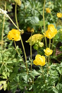 Trollius eur. Lemon Supreme